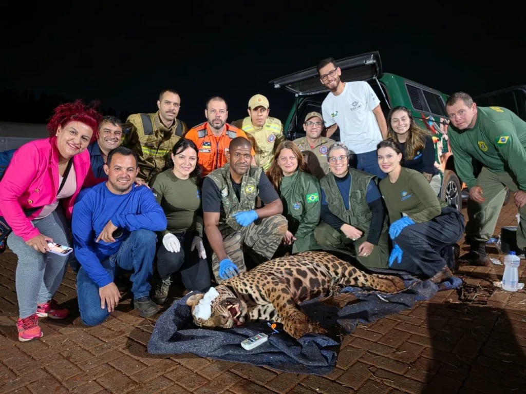 Animal recapturado